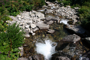 demqnica